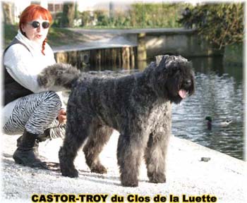 bouvier des flandres du clos de la luette - copyright déposé